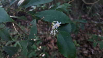 Ardisia cornudentata, photographed by Cheng-Te Hsu