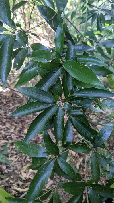 Quercus hypophaea, photographed by Cheng-Te Hsu