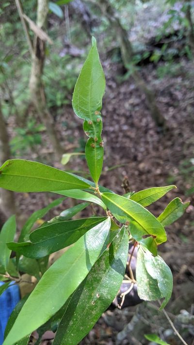 Quercus hypophaea, photographed by Cheng-Te Hsu