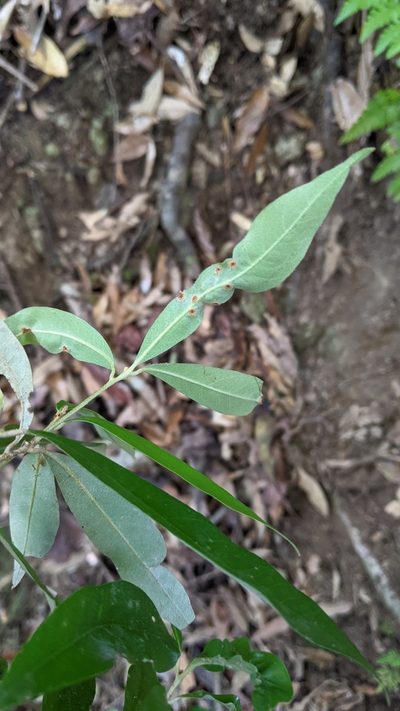 Quercus hypophaea, photographed by Cheng-Te Hsu
