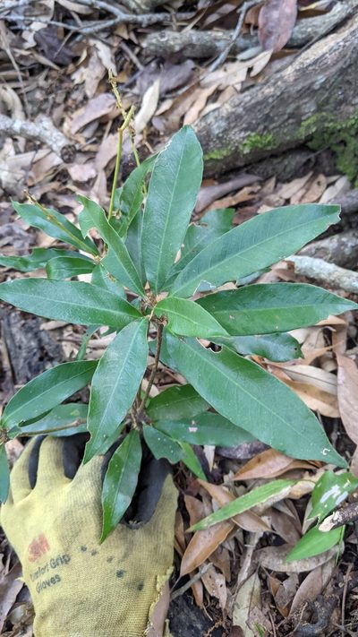Quercus hypophaea, photographed by Cheng-Te Hsu