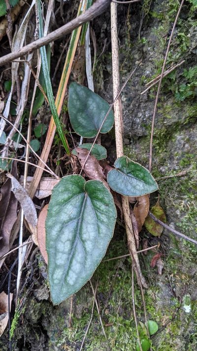 Ainsliaea fragrans, photographed by Cheng-Te Hsu
