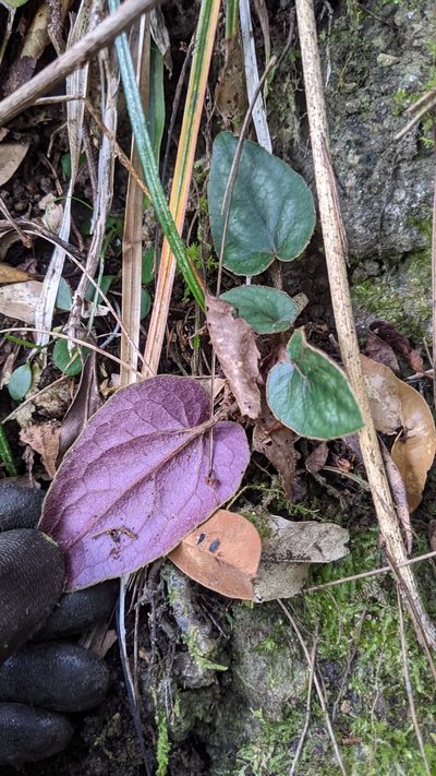 Ainsliaea fragrans, photographed by Cheng-Te Hsu