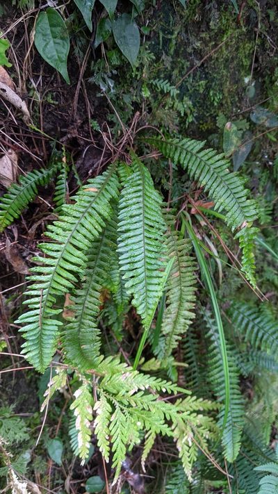 Prosaptia obliquata, photographed by Cheng-Te Hsu