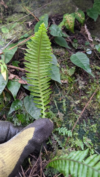 Prosaptia obliquata, photographed by Cheng-Te Hsu