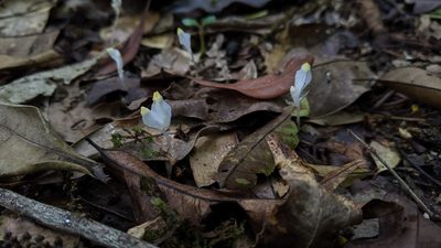 Burmannia cryptopetala, photographed by Cheng-Te Hsu