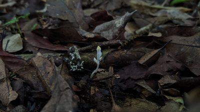 Burmannia cryptopetala, photographed by Cheng-Te Hsu