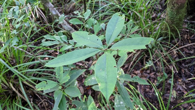 Rhododendron latoucheae, photographed by Cheng-Te Hsu