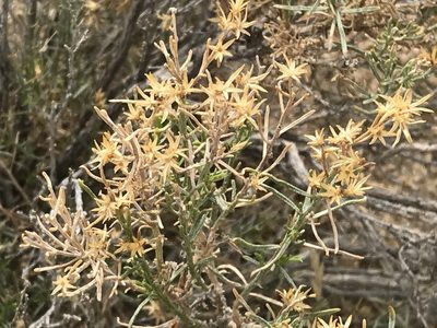 Ericameria teretifolia, photographed by Ryan Donnelly