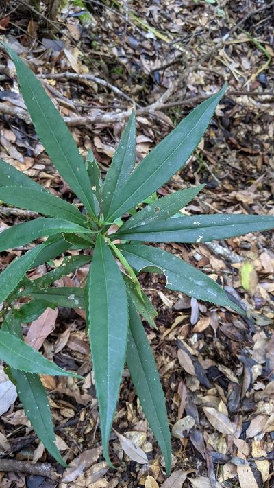 Symplocos wikstroemiifolia, photographed by Cheng-Te Hsu