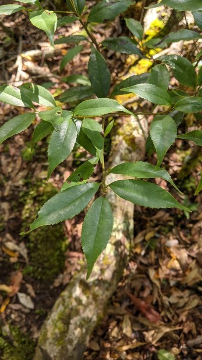 Symplocos heishanensis, photographed by Cheng-Te Hsu