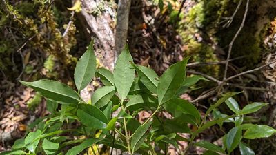 Symplocos heishanensis, photographed by Cheng-Te Hsu