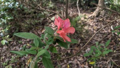 Rhododendron oldhamii, photographed by Cheng-Te Hsu