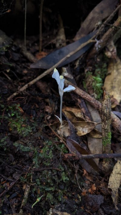 Burmannia cryptopetala, photographed by Cheng-Te Hsu