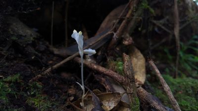 Burmannia cryptopetala, photographed by Cheng-Te Hsu