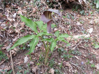 Arisaema limbatum, photographed by Marco Mussita