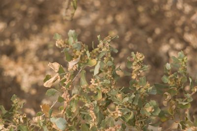 Atriplex muelleri, photographed by Kevin Faccenda
