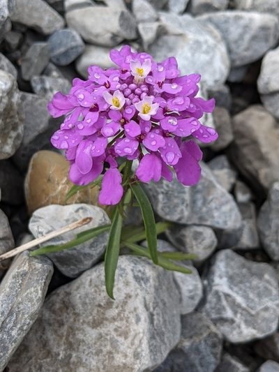 Iberis umbellata, photographed by Tobias Schönberg