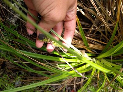 Carex wahuensis, photographed by Kevin Faccenda