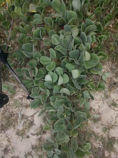 Canavalia sericea, photographed by Kevin Faccenda