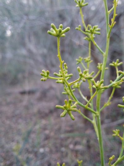 Stirlingia latifolia, photographed by Helium Luo