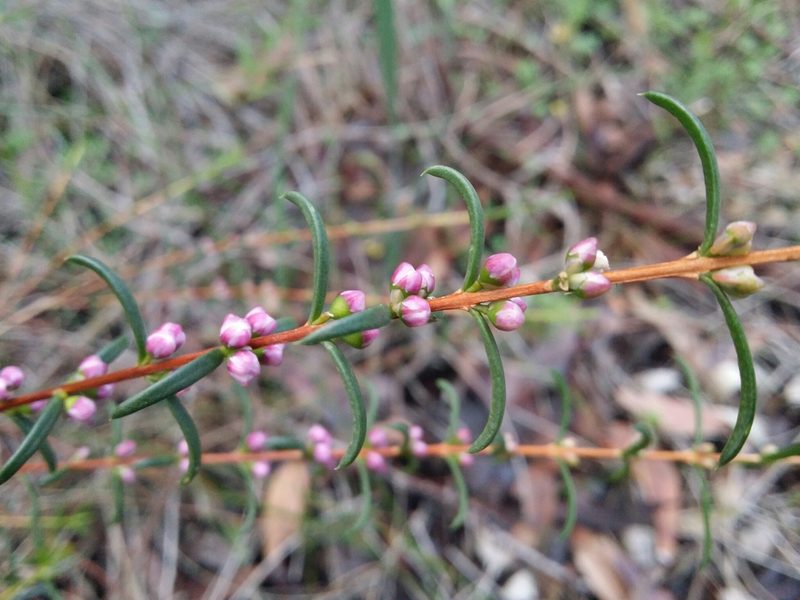 Hypocalymma robustum, photographed by Helium Luo