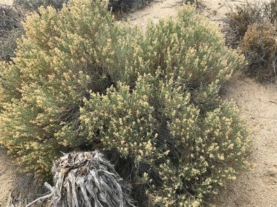 Ericameria teretifolia, photographed by Ryan Donnelly