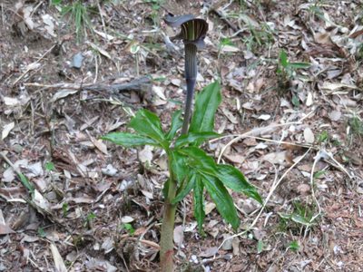 Arisaema limbatum, photographed by Marco Mussita