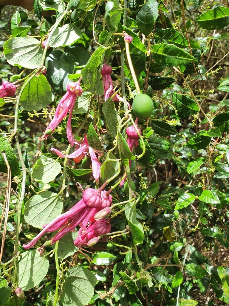 Passiflora orbiculata, photographed by Yolanda M. Leon