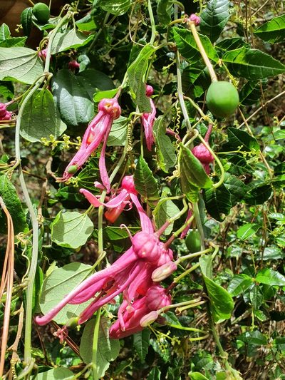 Passiflora orbiculata, photographed by Yolanda M. Leon