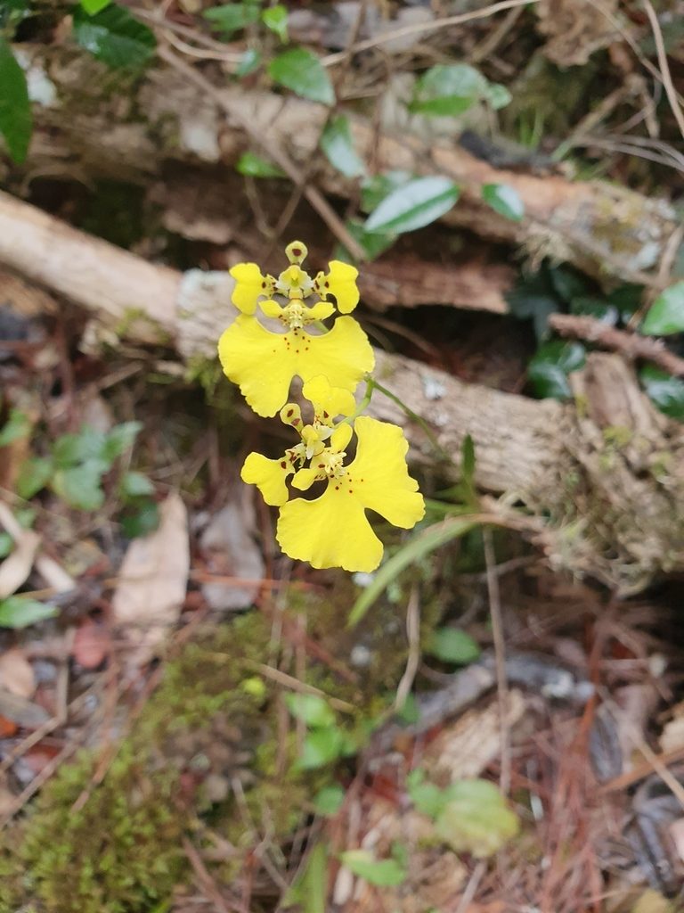 Tolumnia compressicaulis, photographed by Yolanda M. Leon