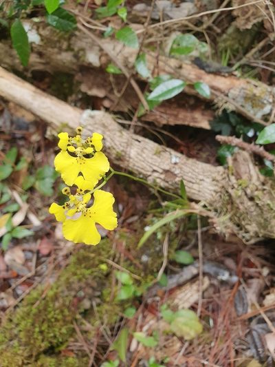 Tolumnia compressicaulis, photographed by Yolanda M. Leon