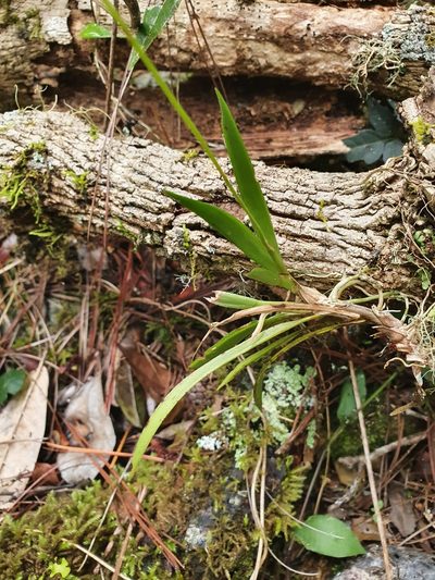 Tolumnia compressicaulis, photographed by Yolanda M. Leon
