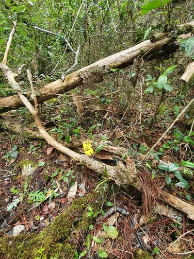 Tolumnia compressicaulis, photographed by Yolanda M. Leon