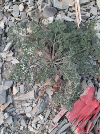 Astrodaucus orientalis, photographed by София Р.
