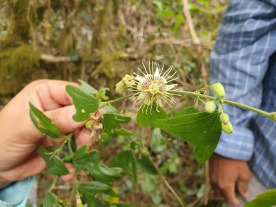 Passiflora ekmanii, photographed by Yolanda M. Leon