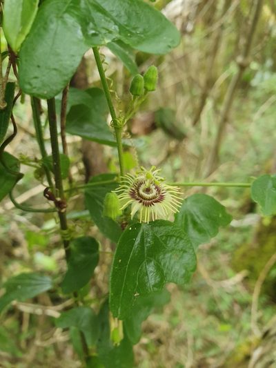 Passiflora ekmanii, photographed by Yolanda M. Leon