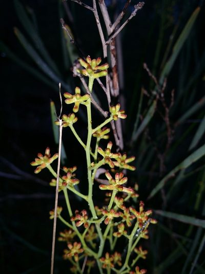 Stirlingia latifolia, photographed by Helium Luo