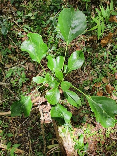 Oreopanax capitatus, photographed by Yolanda M. Leon