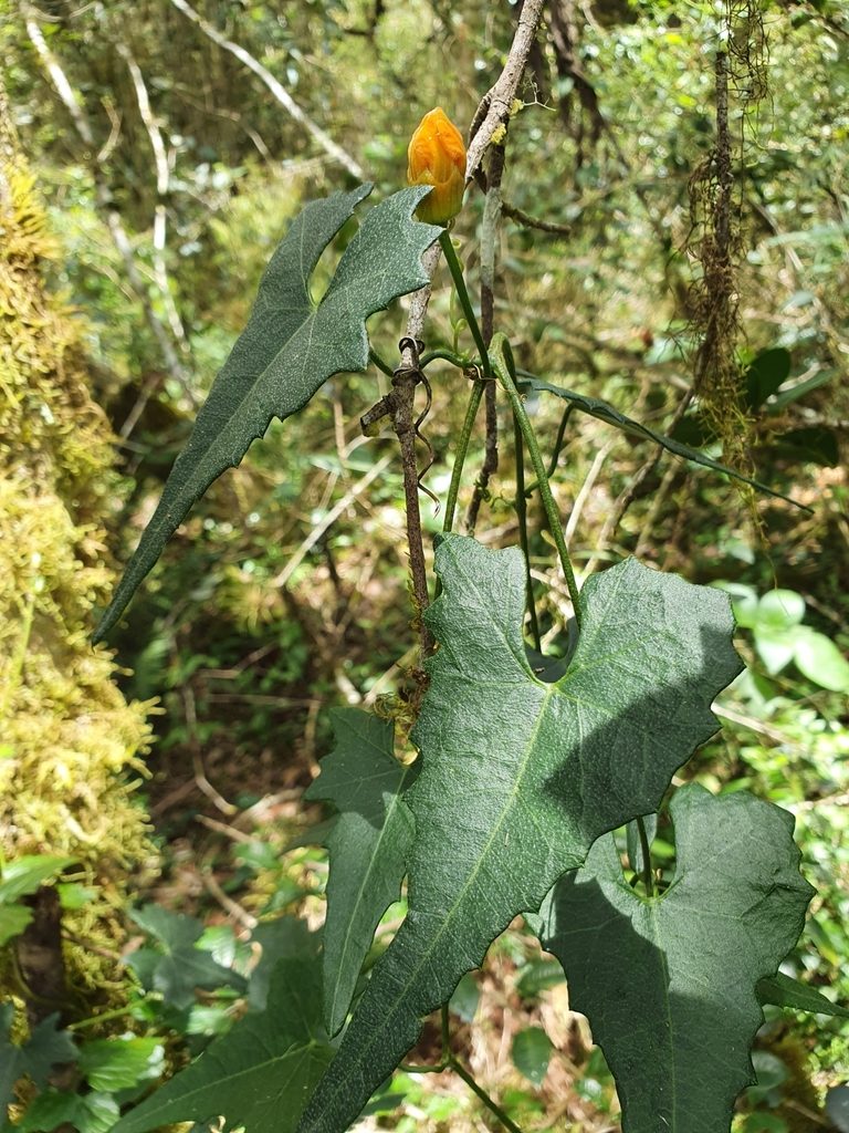 Penelopeia suburceolata, photographed by Yolanda M. Leon