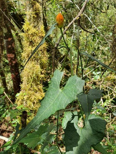 Penelopeia suburceolata, photographed by Yolanda M. Leon
