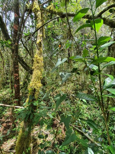 Penelopeia suburceolata, photographed by Yolanda M. Leon