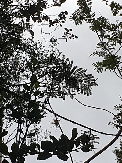 Jupunba oppositifolia, photographed by Yolanda M. Leon