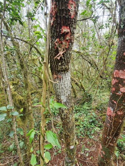 Jupunba oppositifolia, photographed by Yolanda M. Leon