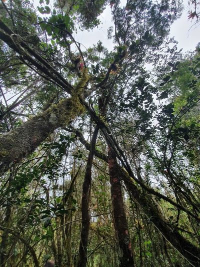 Jupunba oppositifolia, photographed by Yolanda M. Leon