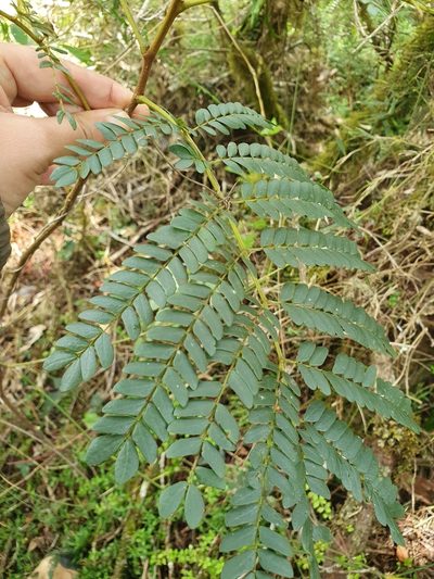 Jupunba oppositifolia, photographed by Yolanda M. Leon