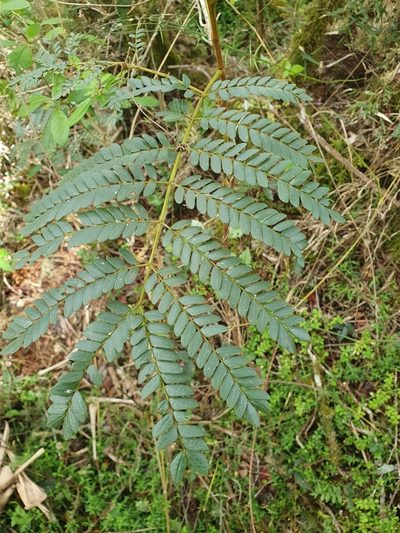 Jupunba oppositifolia, photographed by Yolanda M. Leon
