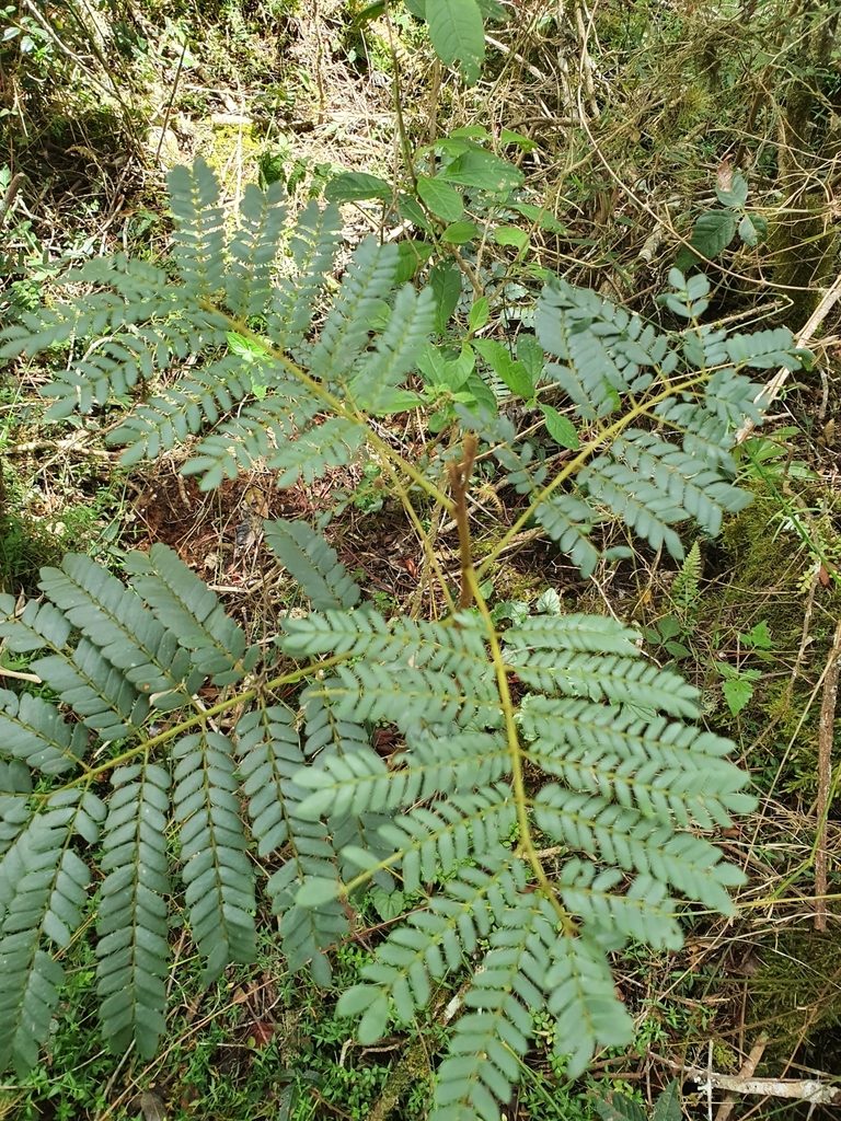 Jupunba oppositifolia, photographed by Yolanda M. Leon