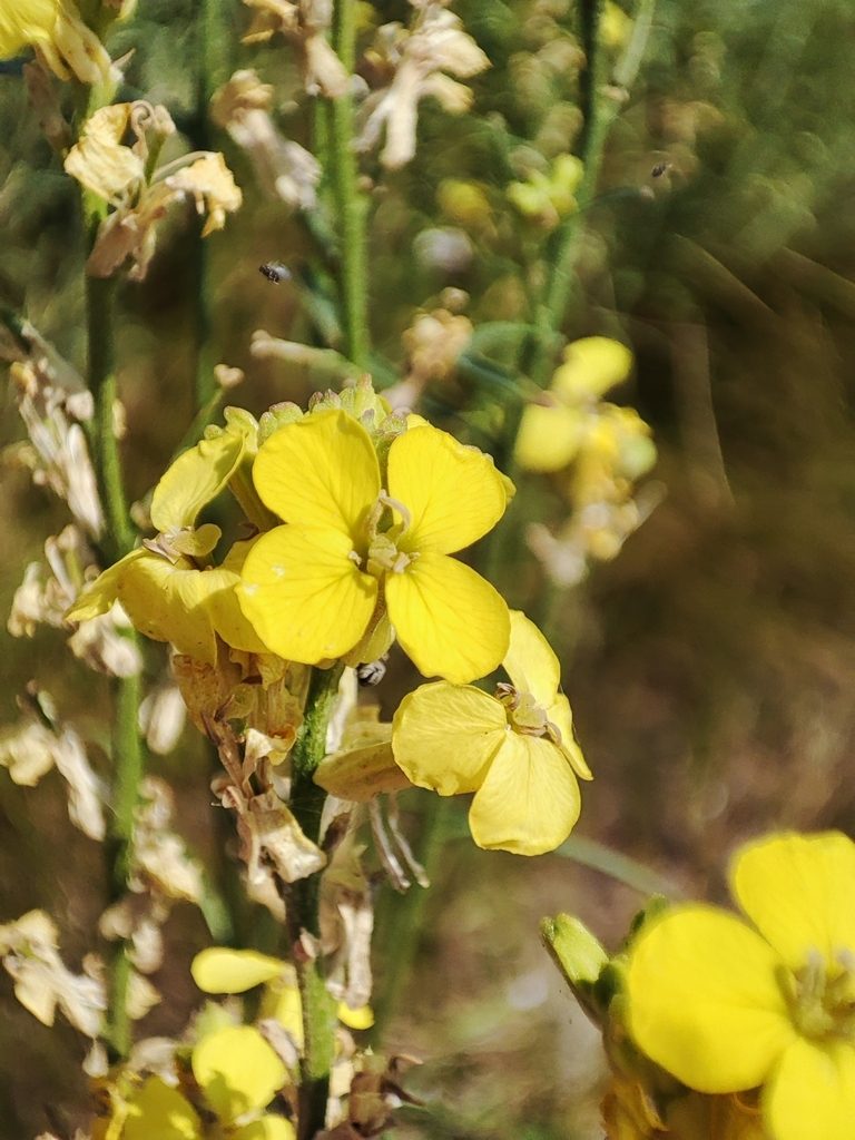 Erysimum quadrangulum, photographed by Igor Balashov