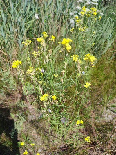 Erysimum quadrangulum, photographed by Igor Balashov